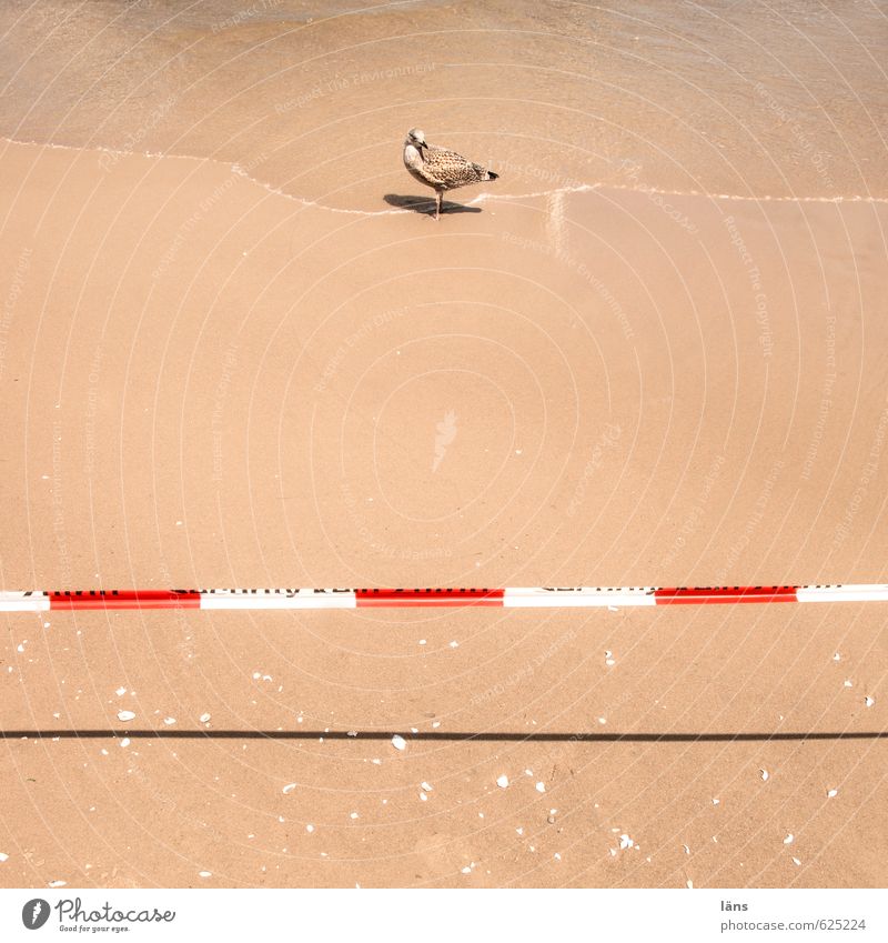 Do not cross l DO NOT CROSS Vacation & Travel Summer Summer vacation Sun Beach Ocean Waves Environment Nature Elements Sand Water Beautiful weather Coast