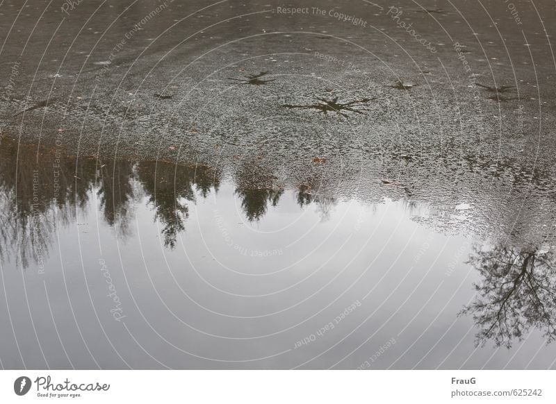 halfway Nature Water Winter Ice Frost Tree Coniferous trees Deciduous tree Puddle Star (Symbol) Freeze Under Cold Reflection Colour photo Exterior shot