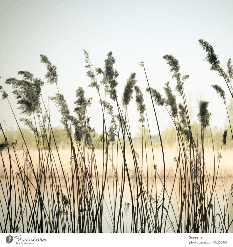 Natural curtain Vacation & Travel Adventure Summer Sun Nature Landscape Water Cloudless sky Common Reed Pond Lake Relaxation Idyll Tourism Flexible Wind