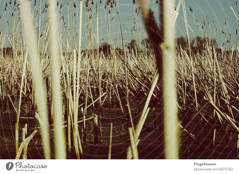 In the middle of the reed Summer Plant Climate Common Reed Lakeside Environmental protection Nature reserve Navigation Boating trip Survive