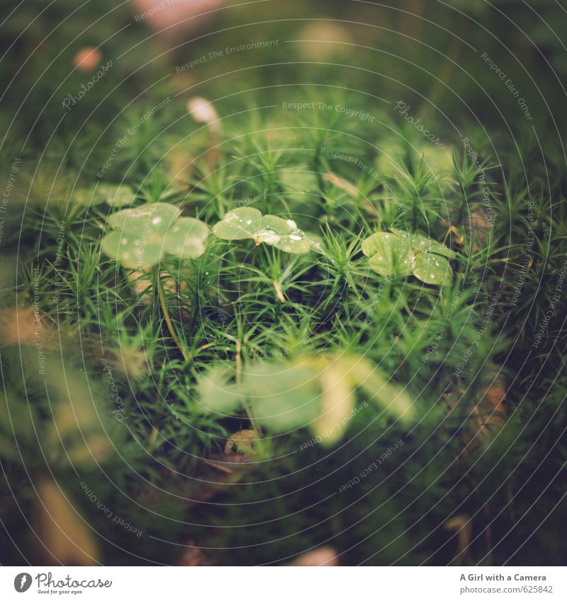 forest life Environment Nature Plant Summer Autumn Grass Leaf Clover Forest Natural Green Woodground Dew Subdued colour Exterior shot Close-up Detail Deserted