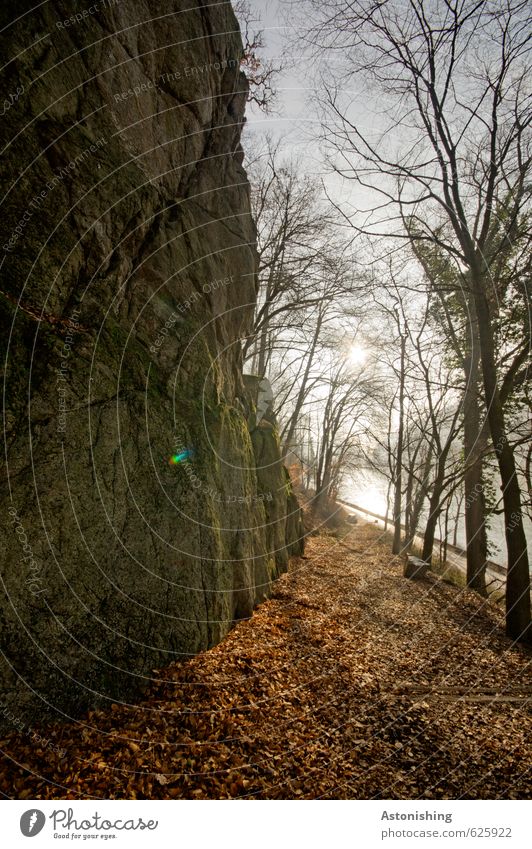 along the rock Environment Nature Landscape Plant Air Water Sky Cloudless sky Sun Sunrise Sunset Sunlight Autumn Weather Beautiful weather Tree Forest Rock