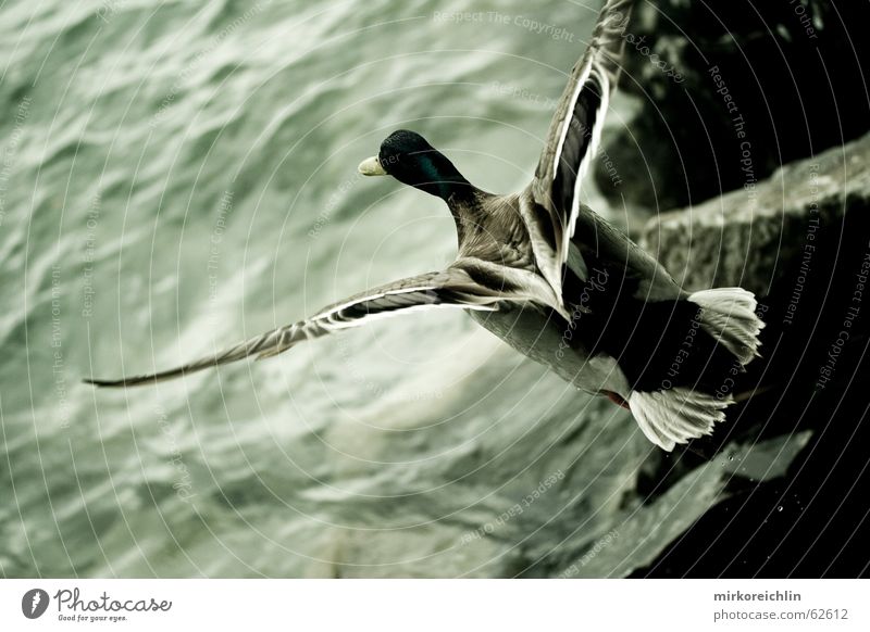 flying high Lake Bird's-eye view Weightlessness Dark Duck Aviation Flying Wing Freedom boundlessness Tall Nerviness bigway Above