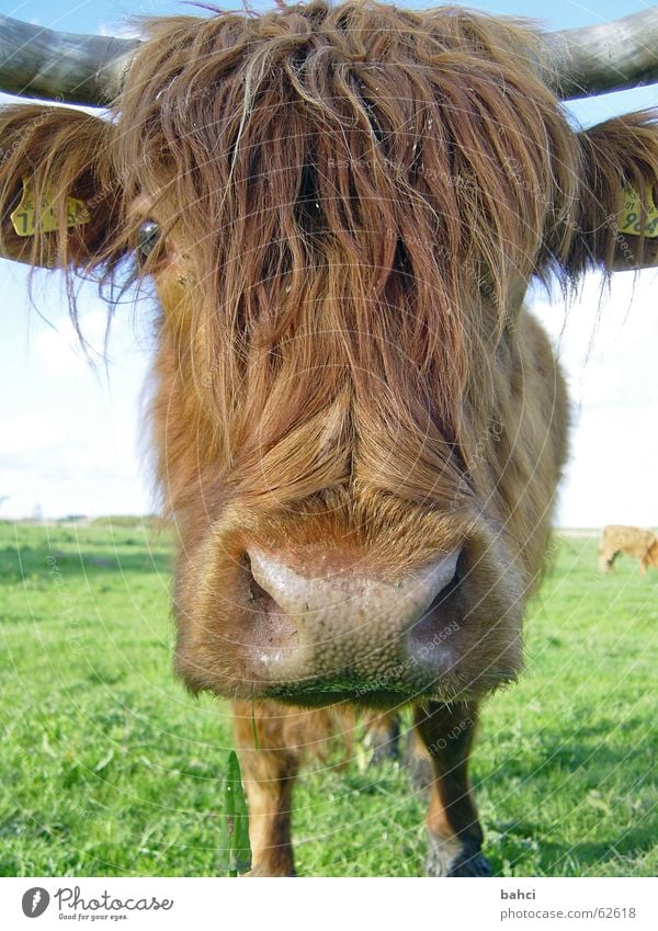 Look deep into my eyes ... Animal Grass Meadow Cow Bushy Cattle Livestock Cattle Pasture Colour photo Close-up Detail Deserted Animal portrait Looking