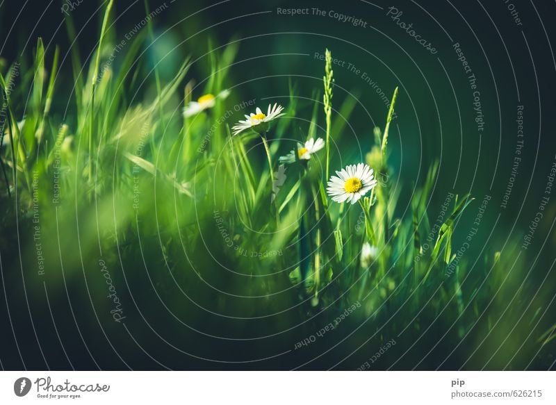 daisy Nature Plant Sun Spring Summer Beautiful weather Flower Grass Daisy Meadow Dark Fresh Bright Green White Sunbeam Photosynthesis Blade of grass Clearing