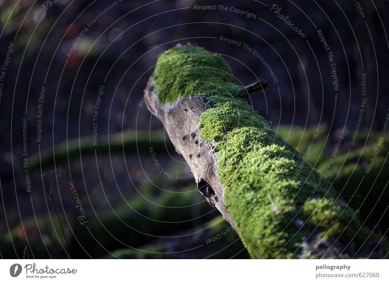 moss Nature Landscape Plant Spring Summer Beautiful weather Tree Grass Moss Forest Tree trunk Branch Twigs and branches Colour photo Subdued colour