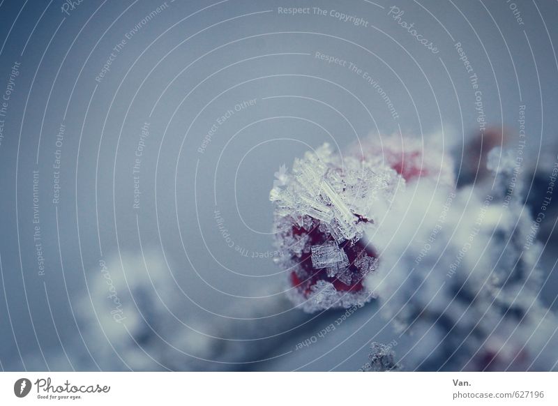 Shock Frozen Nature Plant Winter Ice Frost Snow Berries Fruit Twig Cold Soft Blue Gray Red Colour photo Subdued colour Exterior shot Close-up Detail Deserted