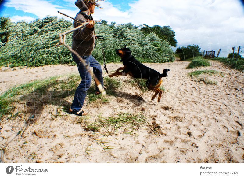 Get the piece. Dog Beach Stick Rottweiler Crossbreed Wide angle Throw Movement Playing Effortless Playful Retrieve Exterior shot Sandy beach Young man Pet