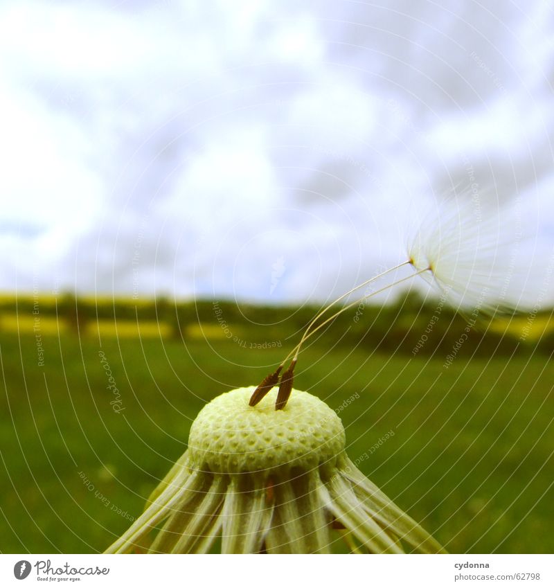 The last survivors Blow Dandelion Spring Ease Release Plant Safety Dangerous Delicate Graceful Blossom Individual Resist Macro (Extreme close-up) Close-up Sky