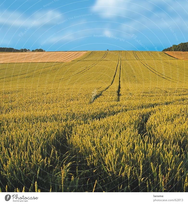 tracks in the field Wheat Agriculture Field Horizon Crops Growth Grain Sky Far-off places Nature Harvest Plant