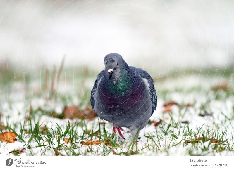 pigeon walking towards the camera Body Freedom Winter Snow Garden Nature Animal Park Bird Pigeon Natural Wild Gray White Colour Frozen cold towards camera Beak