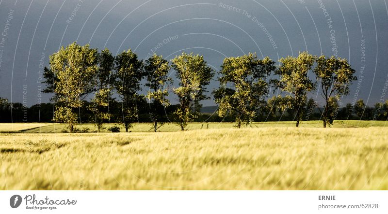 Tree drama/lol Field Fear Row of trees Landscape Deserted Cornfield Central perspective