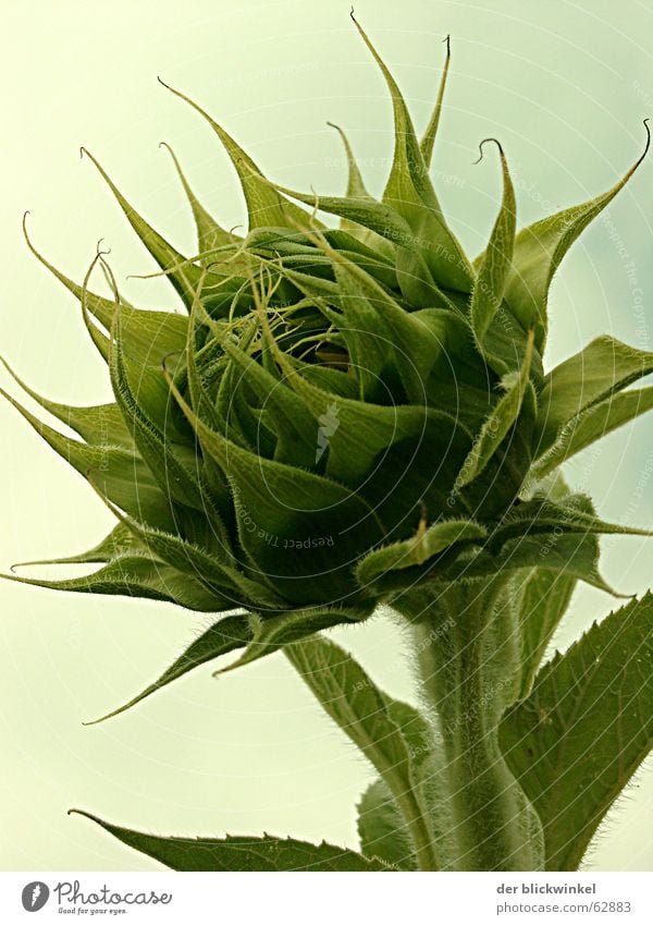 bud Sunflower Green Growth Occur Blossom