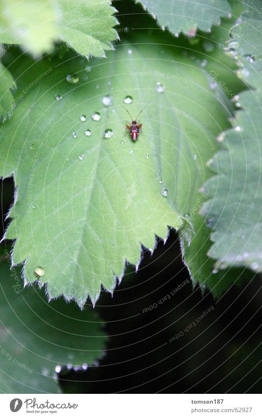 thirsty? Animal Insect Relaxation Green Meadow Bushes Beetle Rope Nature