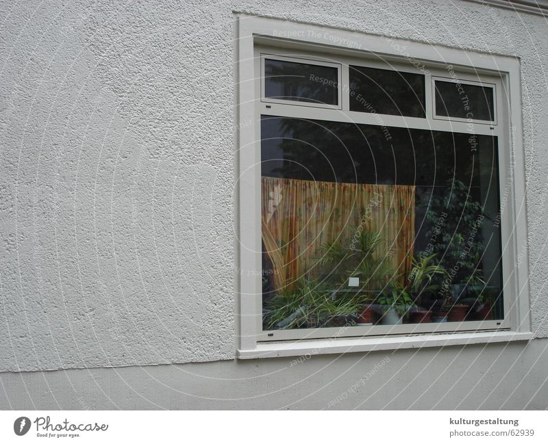 Berlin windows Window House (Residential Structure) Quarter Prenzlauer Berg Flat (apartment) Insight Curtain Houseplant Window pane Wall (building) Concrete