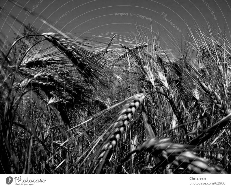 Wheat SW Plain Niederrhein Working in the fields Field Barley Agriculture Agra Ear of corn Grain Landscape Harvest Americas Black & white photo black white erre