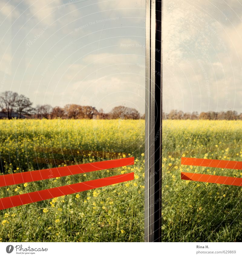 Autumn Rapeseed Nature Landscape Sky Clouds Beautiful weather Agricultural crop Oilseed rape flower Field Stop (public transport) Glass wall Blossoming