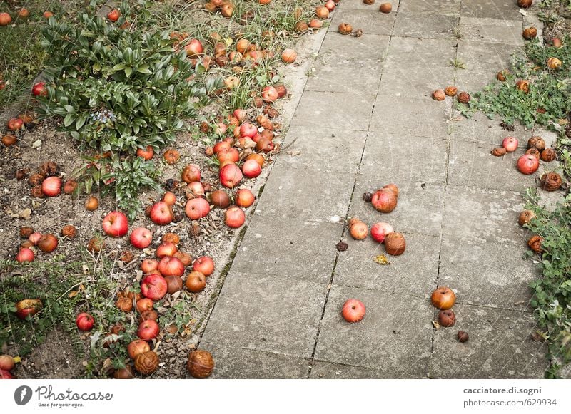 The way into autumn Apple Environment Autumn Beautiful weather Garden Lanes & trails Broken Natural Gloomy Gray Green Red Disappointment Exhaustion Squander