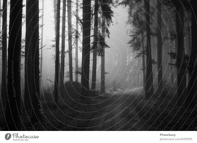 away into nowhere Nature Autumn Weather Fog Tree Forest Gray Black Moody Footpath Dark Black & white photo Exterior shot Deserted Day Shadow Contrast Wide angle