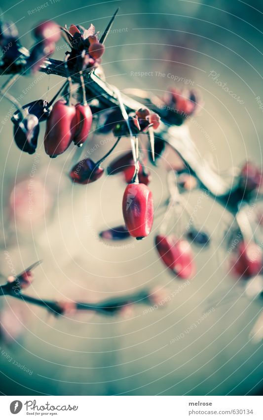 red berries Nature Winter Bushes Wild plant Berry bushes Berries Garden Field Forest Blossoming Growth Gold Red Turquoise Environment Subdued colour