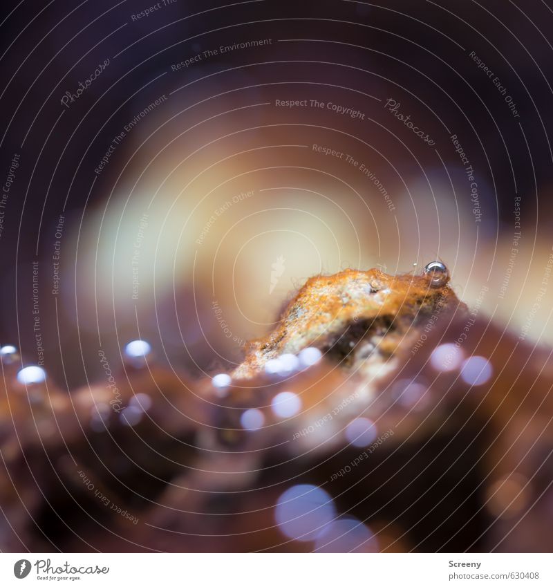 bubbly Water Rock Brown Underwater photo Aquarium Air Air bubble Blur Glittering Surface tension Colour photo Macro (Extreme close-up) Deserted Copy Space top