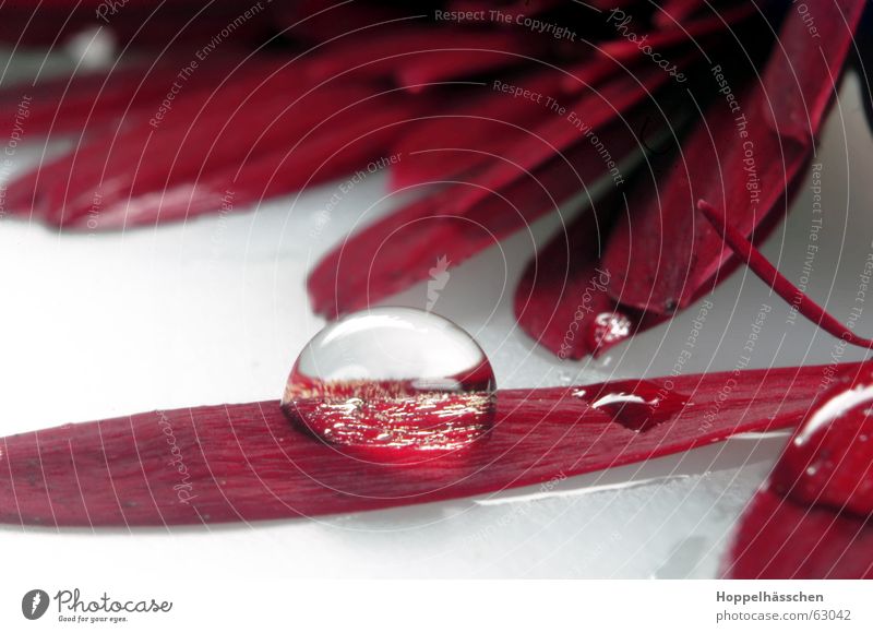 water seals Red Mirror Water Reflection Glass