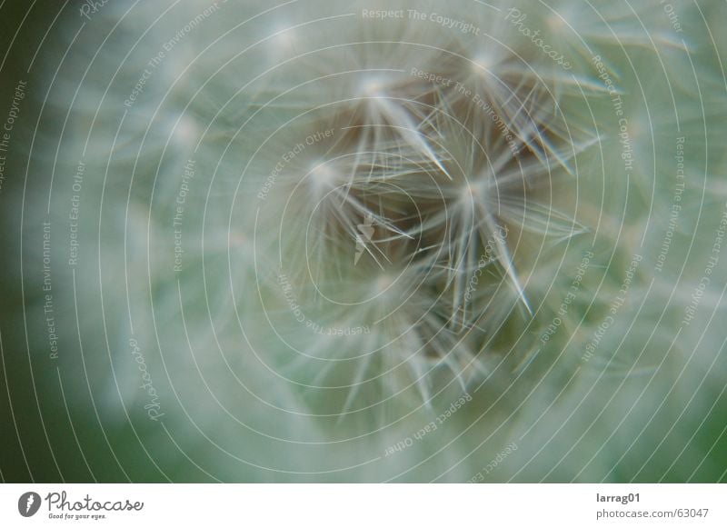 Blow! Dandelion Meadow Air Playing Unpredictable Hard Beautiful White Soft Delicate Fragile Ready to start Propagation Sowing Precious Yellow Flower Skydiver