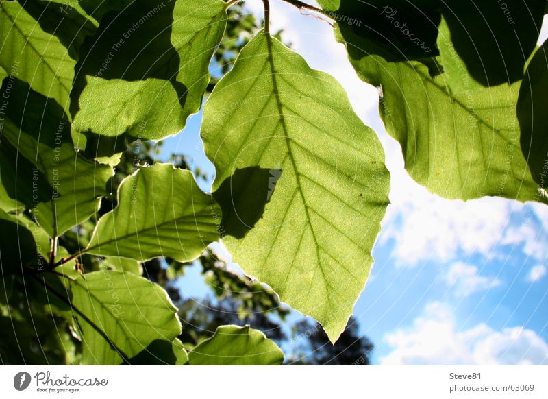 Sun Above #2 Leaf Clouds Green Tree Summer Shadow play Air Goof off Sky Blue Branch Nature Freedom