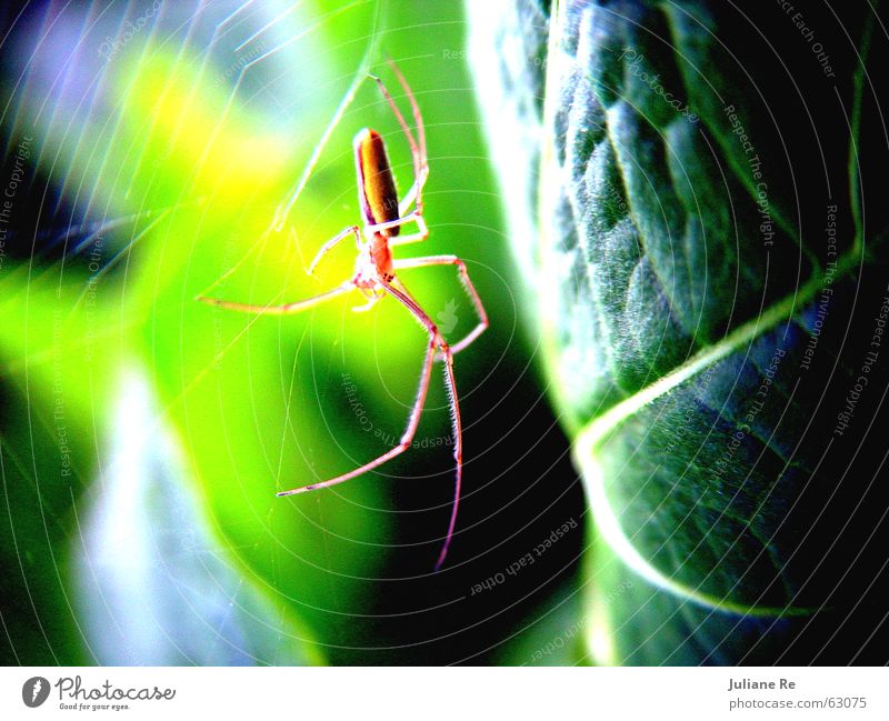 Spider | Green Life Nature Animal Leaf Net Insect Colour photo Multicoloured Exterior shot Detail Macro (Extreme close-up) Deserted Day Contrast