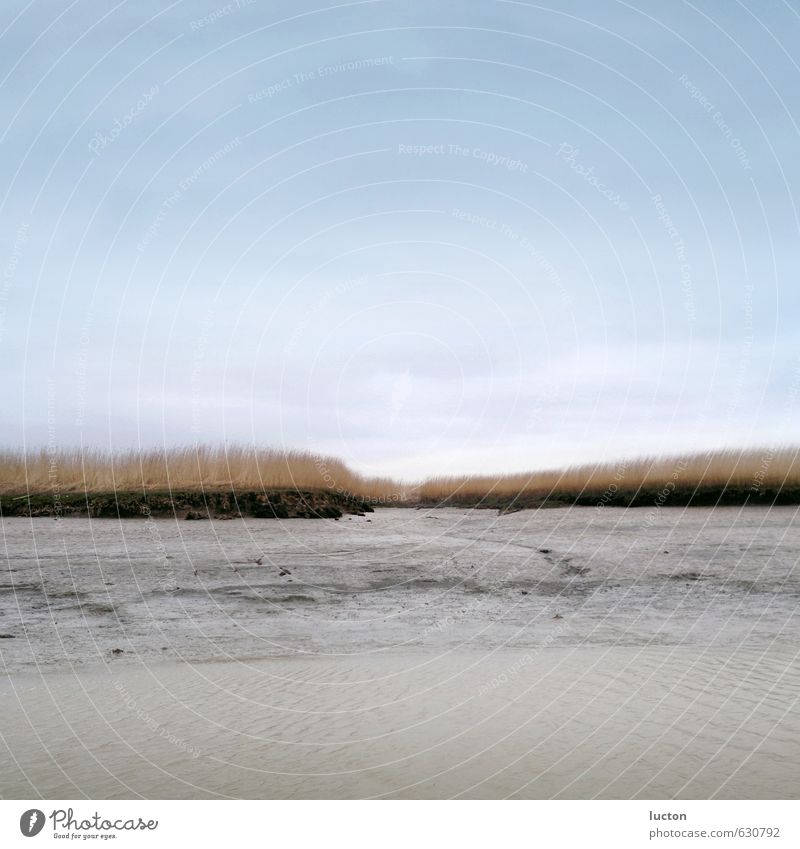 Mudflat landscape with reeds and silt at the North Sea Environment Nature Landscape Sand Sky Autumn Winter Plant coast Mud flats Salt meadow dollar Discover