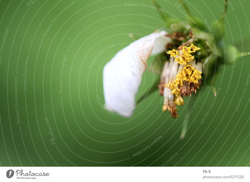 fade Environment Nature Plant Faded Esthetic Natural Green Authentic Decline Colour photo Exterior shot Close-up Macro (Extreme close-up) Copy Space left