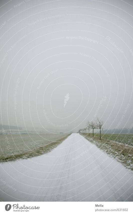 always following the nose Environment Nature Landscape Winter Snow Tree Lanes & trails Road junction Cold Long Natural Gloomy Gray Dreary Direct Right ahead