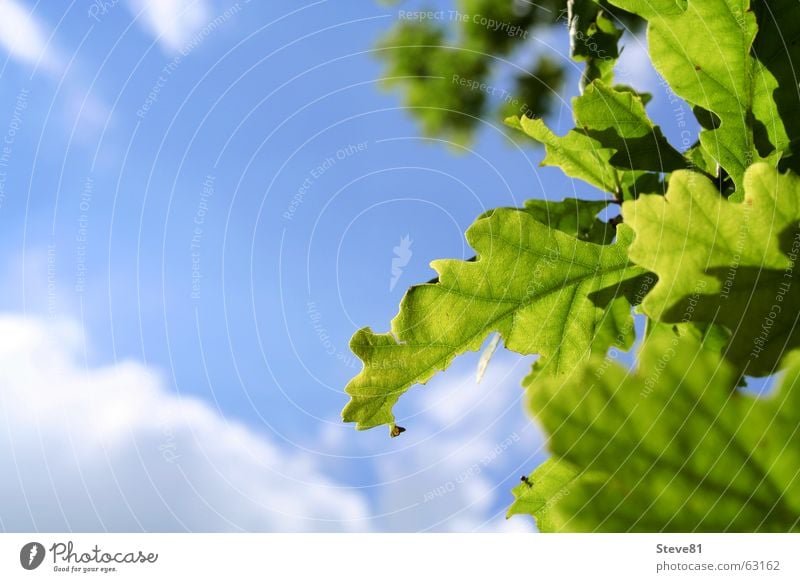 Sun Above #3 Leaf Green Clouds White Summer Tree Visual spectacle Breathe Air Destruction Leaf green Sky Blue Beautiful weather Branch Relaxation Upward