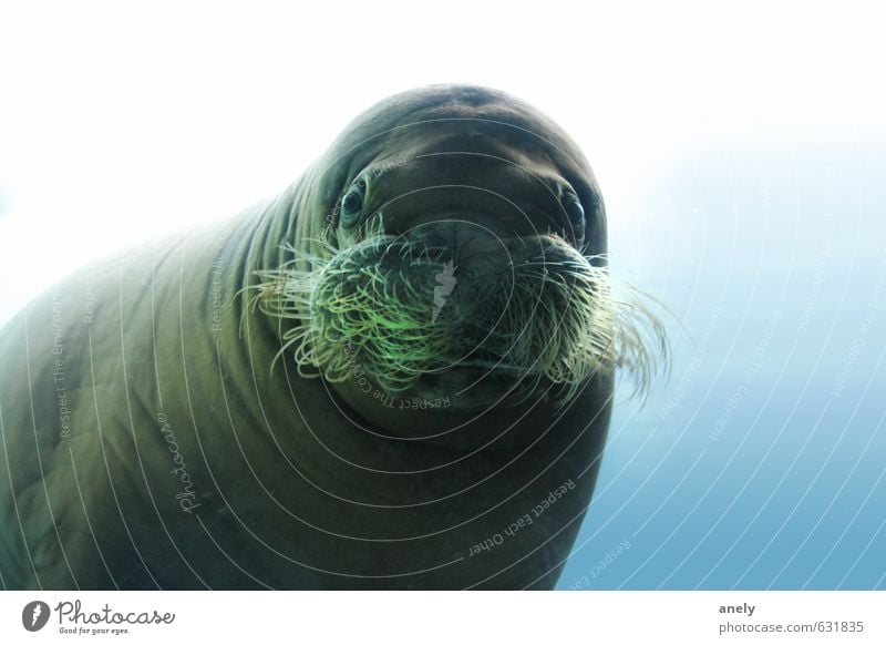 In the mirror Nature Water Ocean Animal Wild animal Zoo Aquarium 1 Serene Curiosity Surprise Sea lion Beard hair Goggle eyes Underwater photo Calm Fat