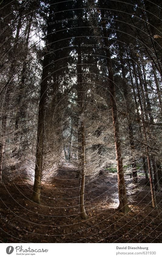 Forest Lights II Nature Plant Tree Brown Black White Spruce forest Coniferous trees Woodground Fir needle Enchanted forest Plantation Colour photo Exterior shot