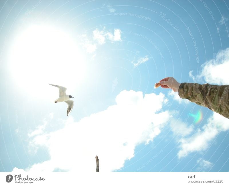 The Seagull Beach Langeoog Bird Clouds Feeding White Summer Sky Sun Blue Sand