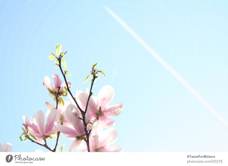 When will it be summer again? Flower Pink Blossom Vapor trail Airplane Tree Spring Summer Exterior shot heaven Blue Clarity Branch Sun Far-off places Freedom