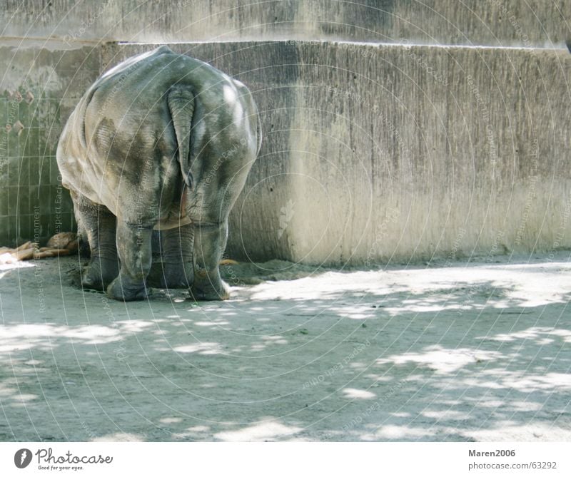 Nice ass. Rhinoceros Zoo Animal Hind quarters Fat Barcelona Funny Loneliness pachyderms