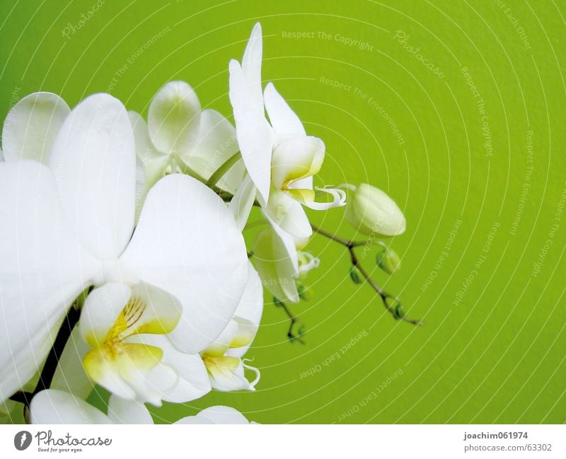 orchid Orchid Blossom Bud Macro (Extreme close-up)