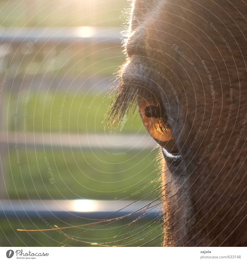 Look me in the eye, baby. Animal Farm animal Horse Animal face Eyes 1 Looking Horse's head Horse's eyes Eyelash Pupil Square Colour photo Exterior shot Close-up