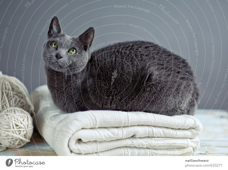 Russian Blue Elegant Sweater Animal Pet Cat cat breed russian blue 1 Blanket Wool blanket Knot Observe Relaxation Lie Looking Beautiful Natural Curiosity Cute