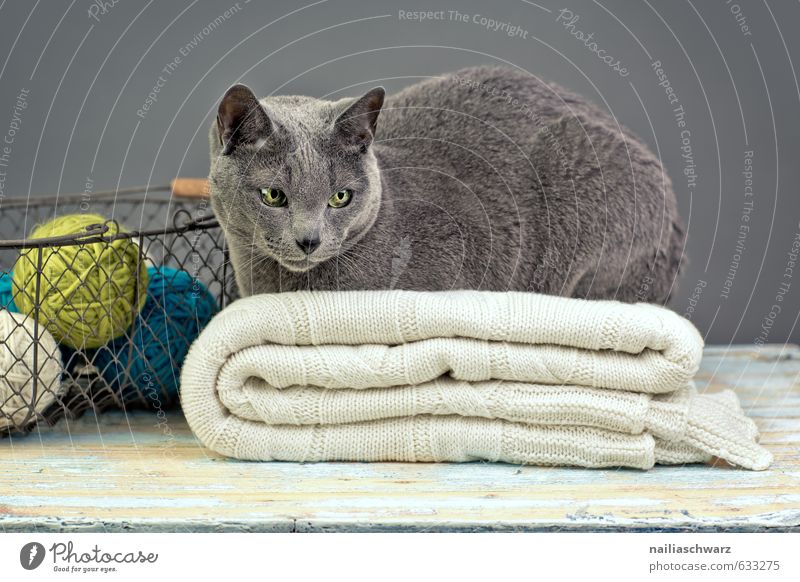 Russian Blue Elegant Animal Pet Cat Animal face russian blue 1 Decoration Metal Blanket Ball of wool Wool Basket Wire basket Observe Relaxation Lie Dream Retro