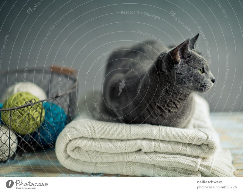 Russian Blue Animal Pet Cat Animal face russian blue 1 Blanket Wool blanket Knot Basket Wire basket Wood Observe Relaxation Lie Elegant Curiosity Cute Positive