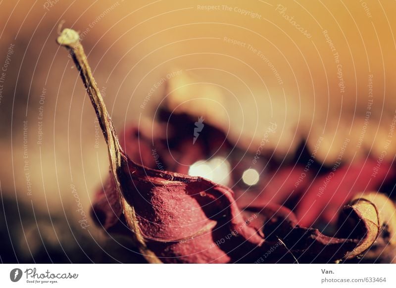 \ Nature Plant Autumn Leaf Yellow Red Limp Colour photo Exterior shot Detail Macro (Extreme close-up) Deserted Copy Space top Day Shadow Contrast Sunlight