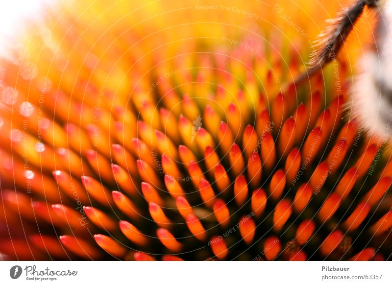 AUA Flower Bumble bee Orange Macro (Extreme close-up) near name Point Life Joy dof