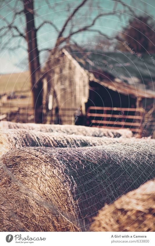 country life in Virginia Nature Landscape Winter Beautiful weather Field Cold Barn Hay bale Rural Farm Shabby Storage Round Subdued colour Exterior shot