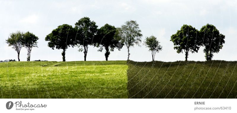 Böömsche Tree Field Agriculture Grass Green Light Clouds Difference Germany Symetric strange Nature Shadow Sky