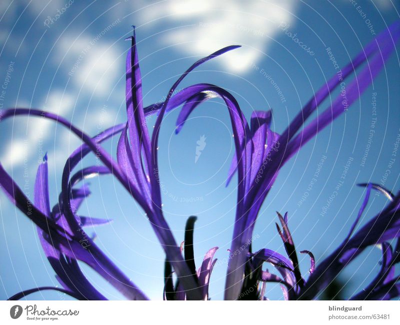 toward heaven Clouds Plant Violet Blossom Summer Esthetic Knapweed Daisy Family Ornamental plant Macro (Extreme close-up) Close-up Sky Shadow Graceful Beautiful