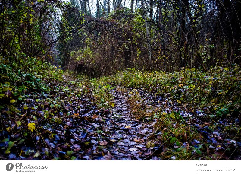 forest path Environment Nature Landscape Autumn Bad weather Fog Tree Bushes Forest Dark Creepy Cold Green Violet Perspective Surrealism Lanes & trails Leaf