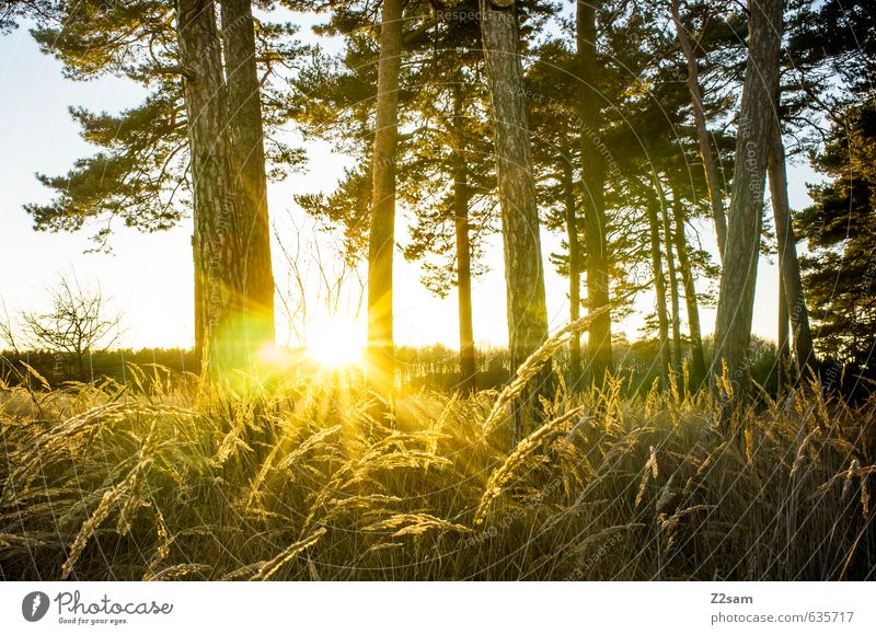 closing time Environment Nature Landscape Sun Sunrise Sunset Sunlight Autumn Beautiful weather Tree Grass Bushes Forest Fresh Warmth Spring fever Serene Calm